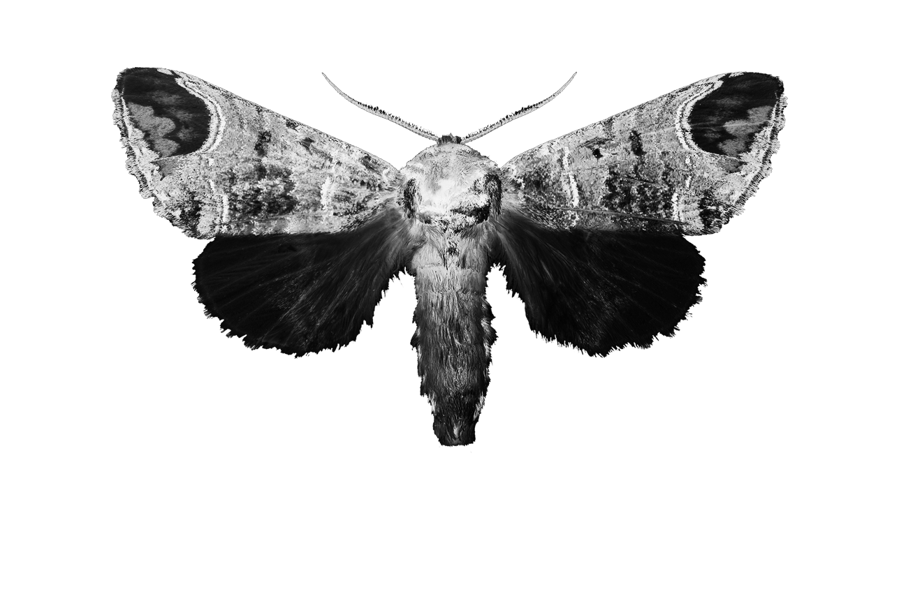 Mia Wallace torna con un EP